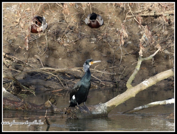 Grand Cormoran