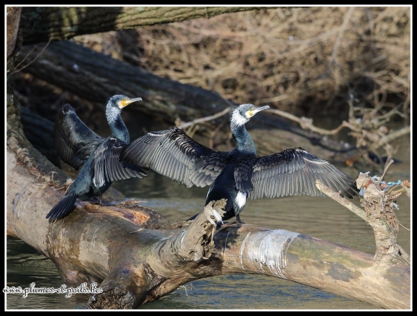 Grands Cormorans