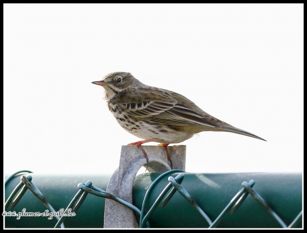 Pipit farlouse