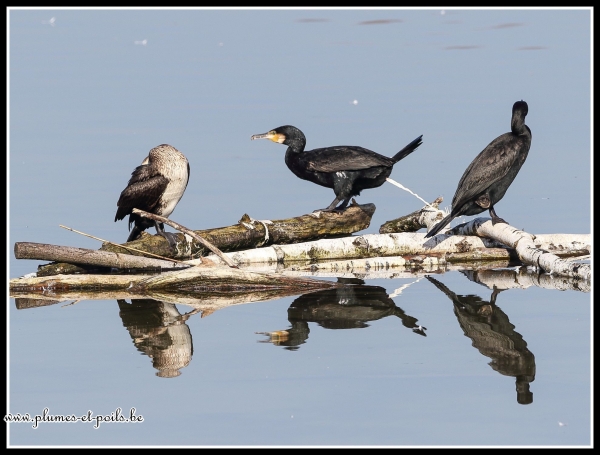 Grands Cormorans