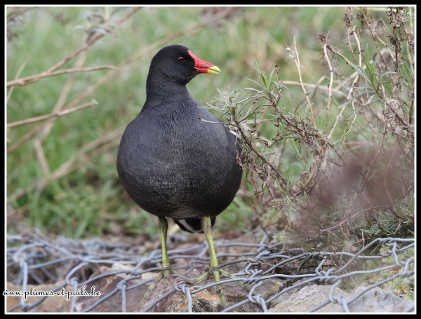 Gallinule poule-d'eau