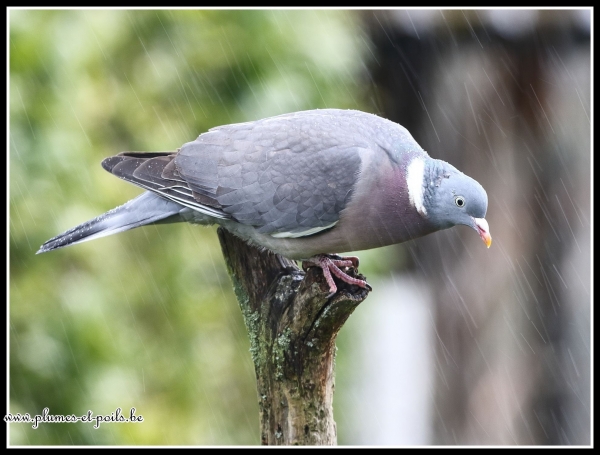 Pigeon ramier