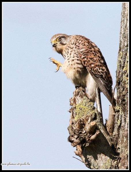 Faucon crécerelle