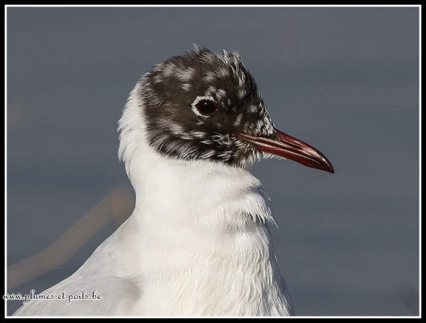 Mouette rieuse