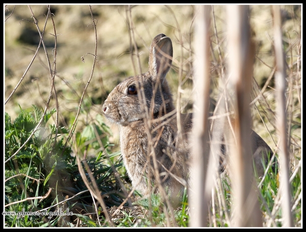 Lapin de garenne