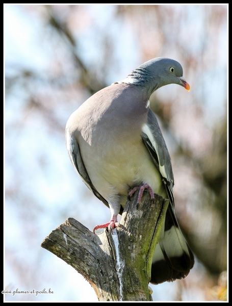 Pigeon ramier