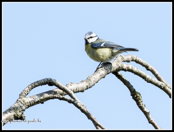 Mésange bleue