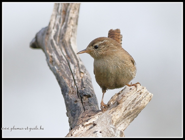 Troglodyte mignon