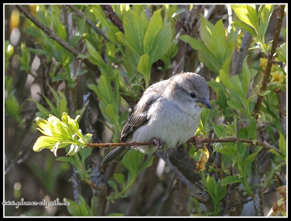 Moineau domestique