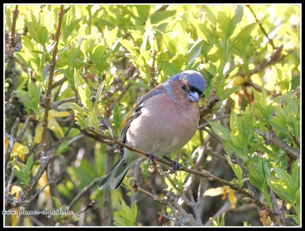 Pinson des arbres