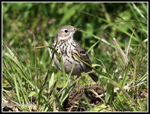 Pipit farlouse