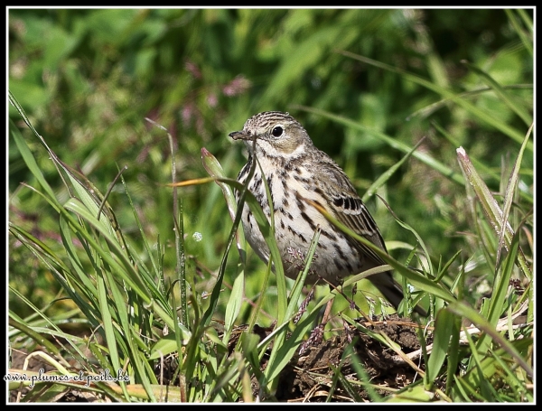 Pipit farlouse