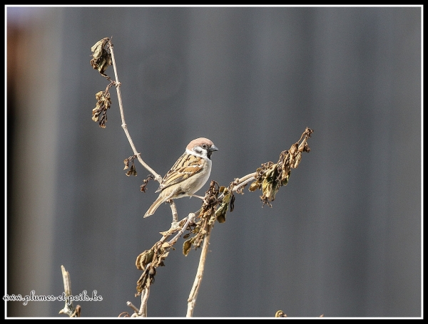 Moineau friquet