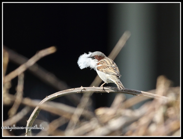 Moineau friquet