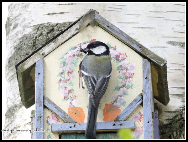Mésange charbonnière