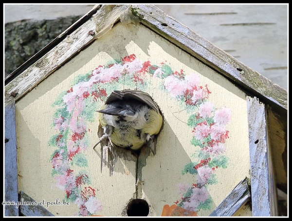 Mésange charbonnière