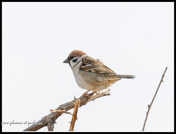 Moineau friquet