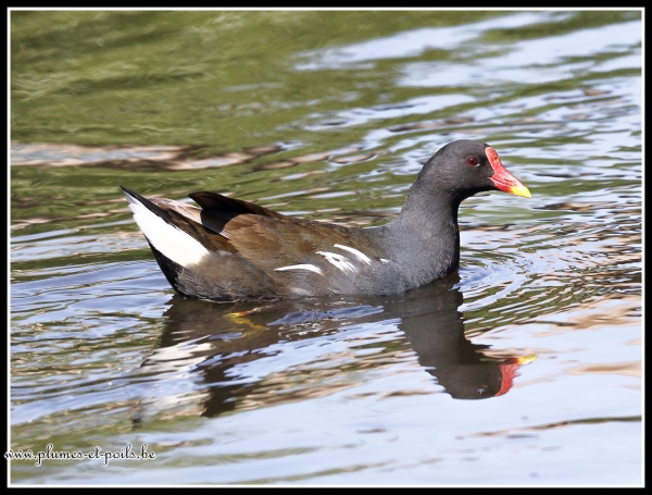 Gallinule poule-d'eau