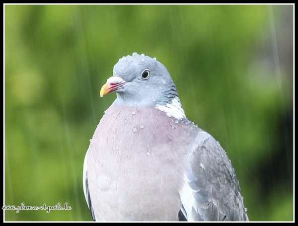 Pigeon ramier