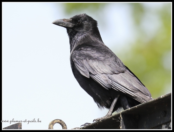 Corneille noire