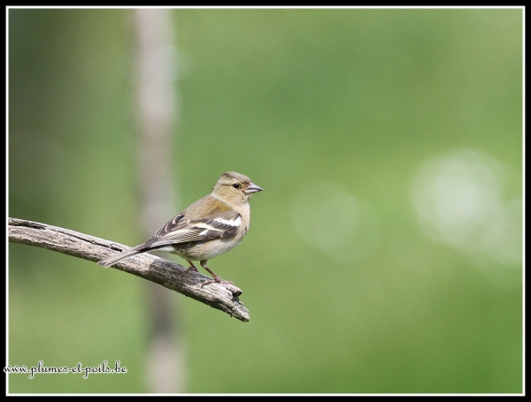 Pinson des arbres (femelle)