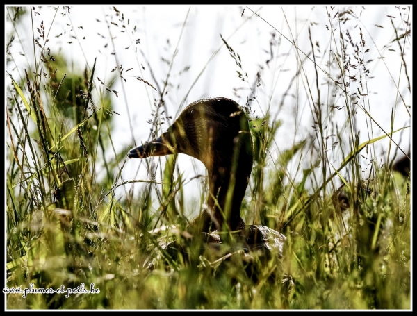 Canard colvert