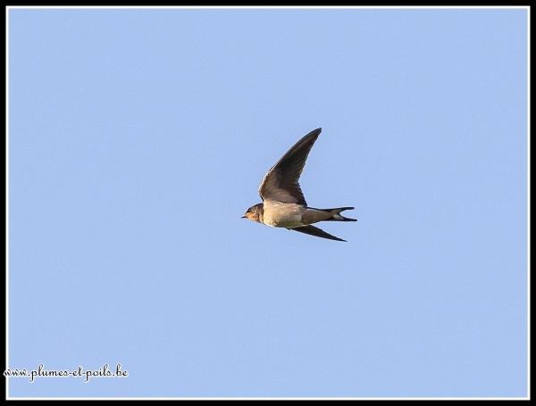 hirondelle rustique