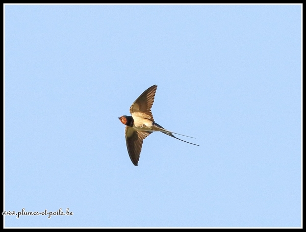 hirondelle rustique