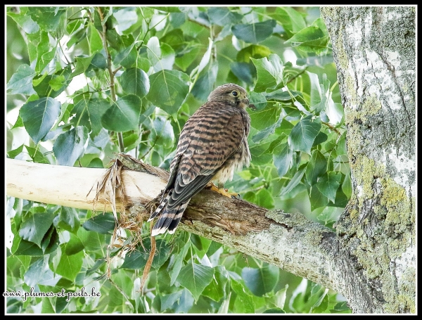 Faucon crécerelle (juvénile)