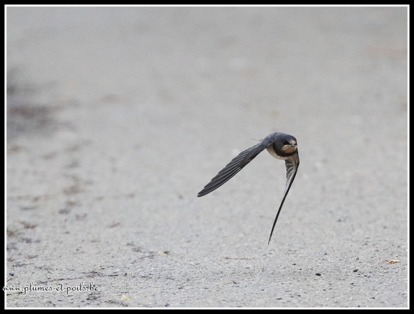 hirondelle rustique