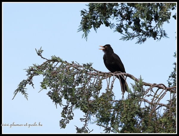 merle noir