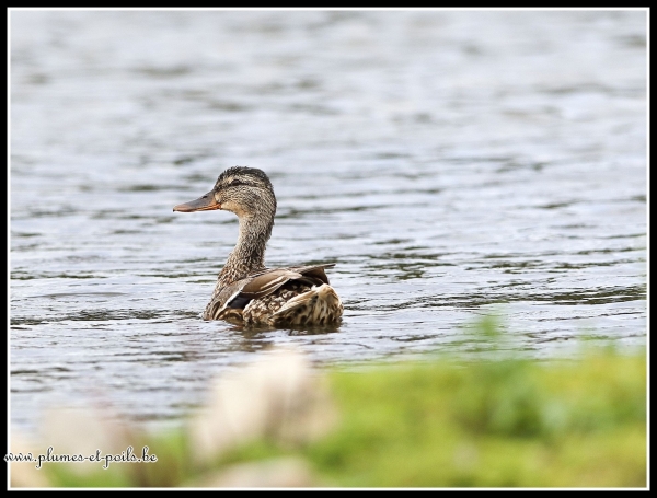 Canard colvert