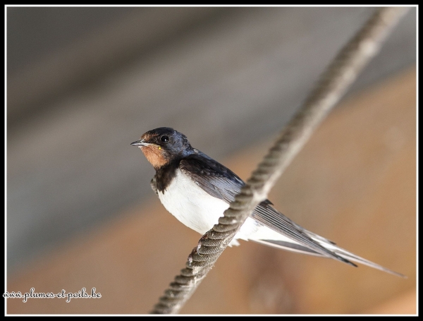hirondelle rustique