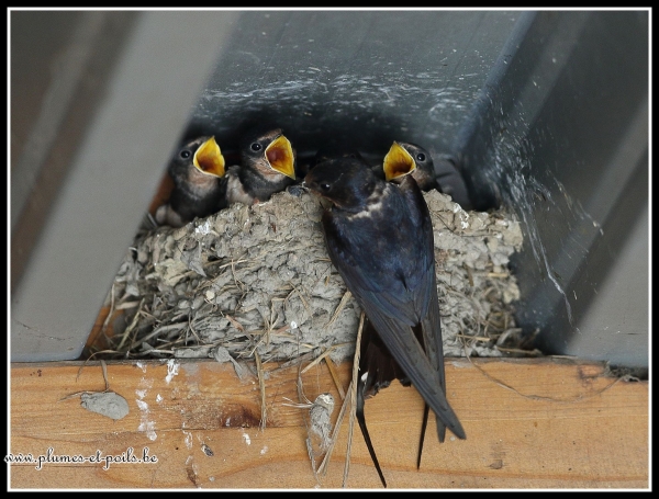 hirondelle rustique