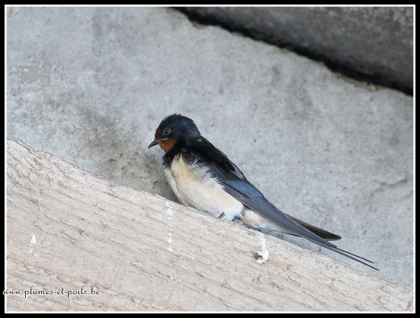 hirondelle rustique