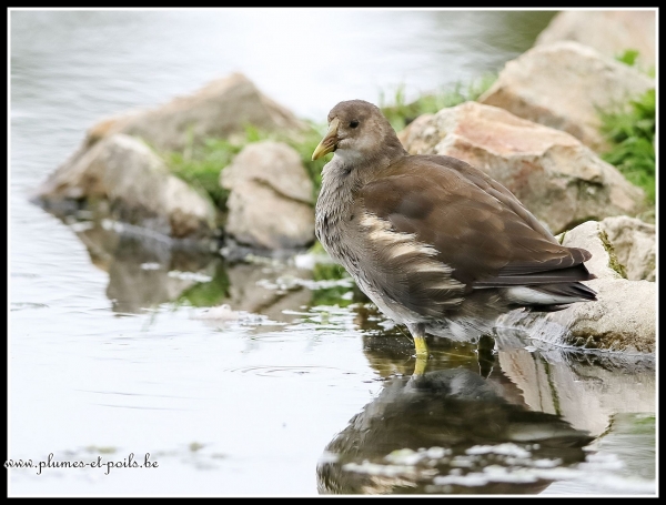 Gallinule poule-d'eau