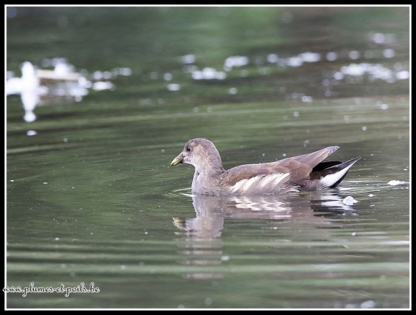 Gallinule poule-d'eau