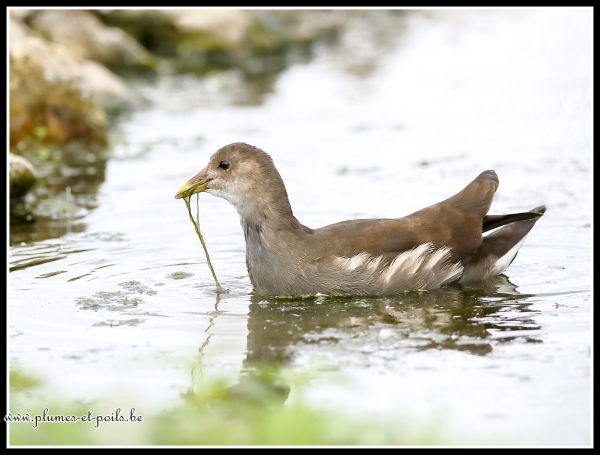 Gallinule poule-d'eau