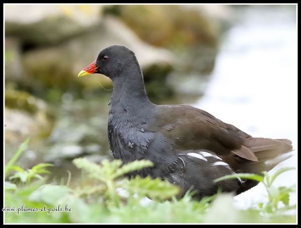 Gallinule poule-d'eau