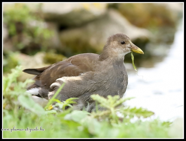 Gallinule poule-d'eau