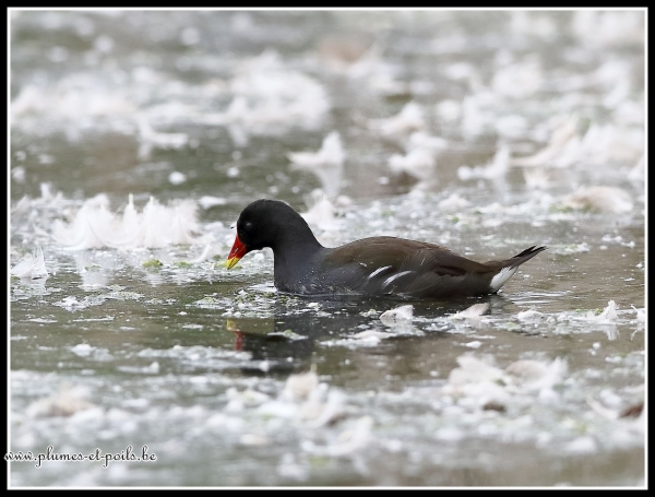 Gallinule poule-d'eau