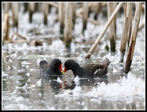 Gallinule poule-d'eau