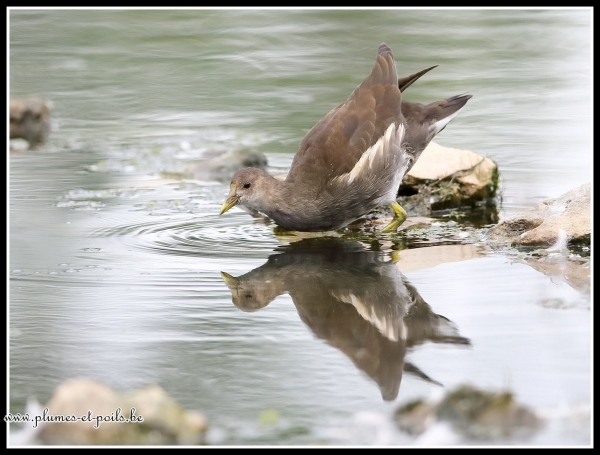 Gallinule poule-d'eau