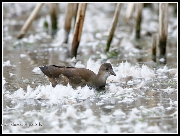 Gallinule poule-d'eau