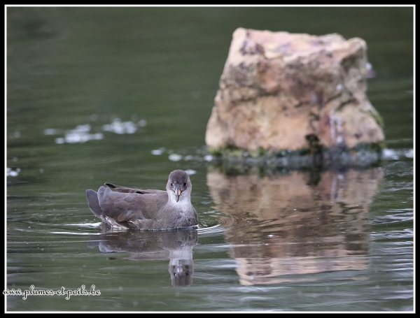 Gallinule poule-d'eau