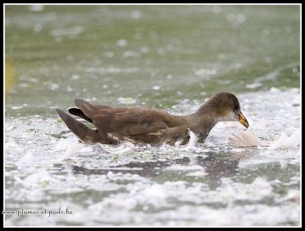 Gallinule poule-d'eau