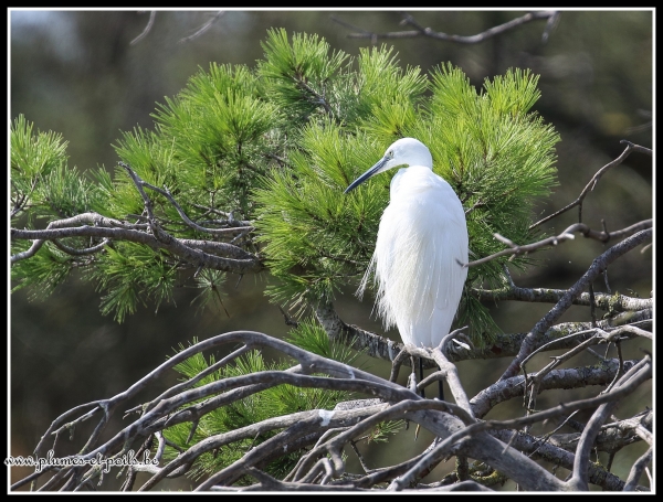 aigrette garzette