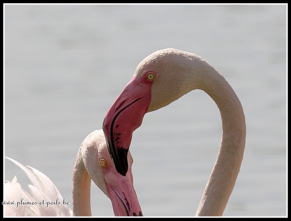 Flamant rose