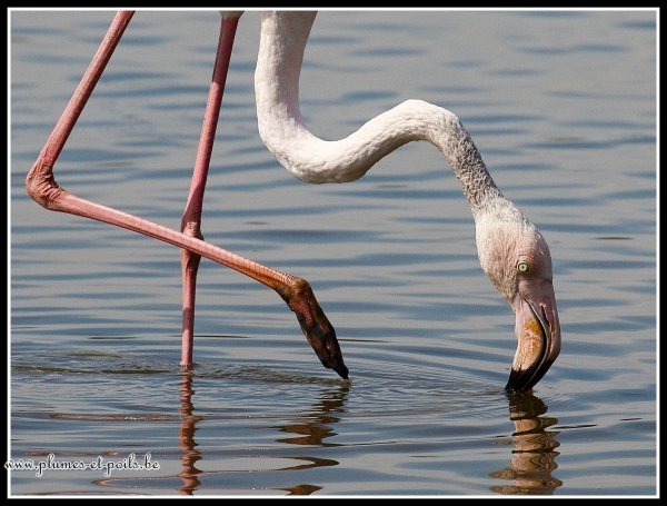 Flamant rose