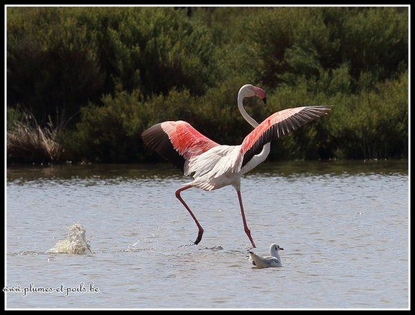 Flamant rose